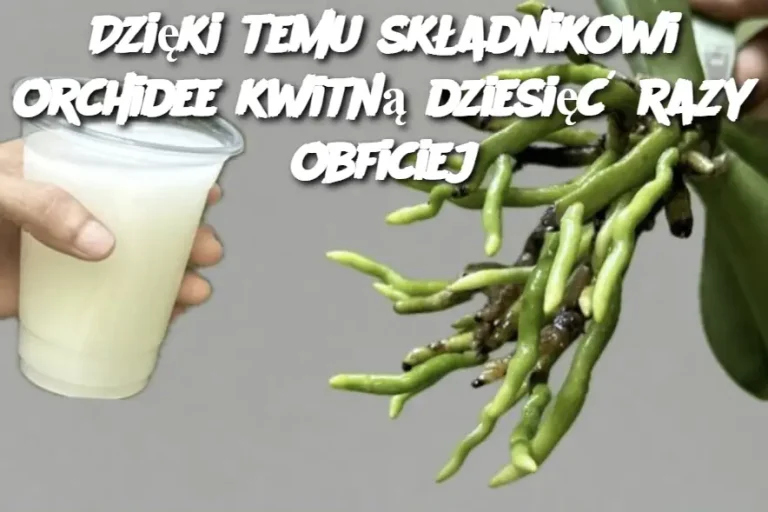 Dzięki temu składnikowi orchidee kwitną dziesięć razy obficiej