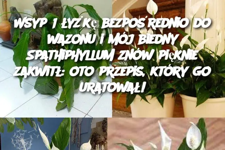 Wsyp 1 łyżkę bezpośrednio do wazonu i mój biedny Spathiphyllum znów pięknie zakwitł: oto przepis, który go uratował!