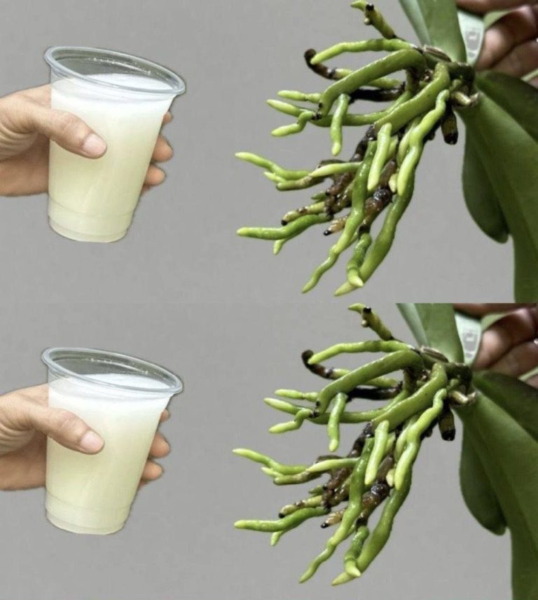 Dzięki temu składnikowi orchidee kwitną dziesięć razy obficiej