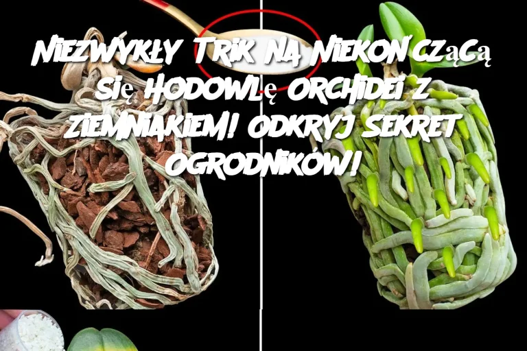 Niezwykły Trik na Niekończącą się Hodowlę Orchidei z Ziemniakiem! Odkryj Sekret Ogrodników!