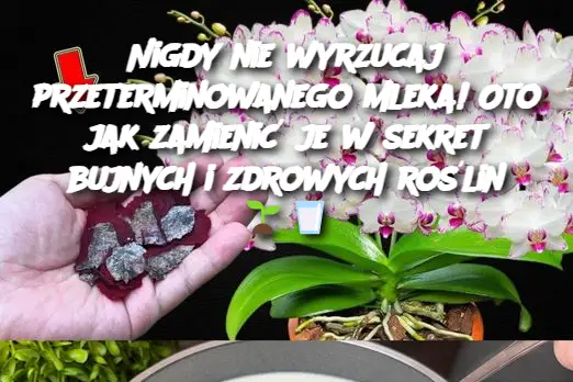 Nigdy nie wyrzucaj przeterminowanego mleka! Oto jak zamienić je w sekret bujnych i zdrowych roślin