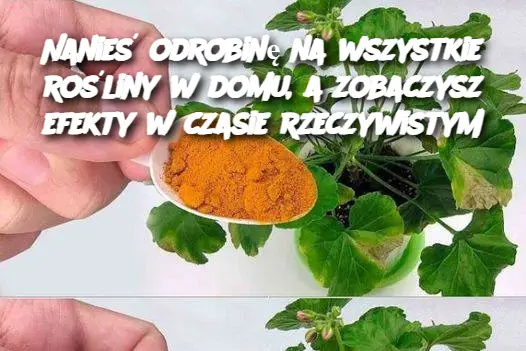 Nanieś odrobinę na wszystkie rośliny w domu, a zobaczysz efekty w czasie rzeczywistym