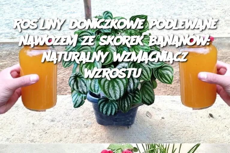 Rośliny doniczkowe podlewane nawozem ze skórek bananów: naturalny wzmacniacz wzrostu