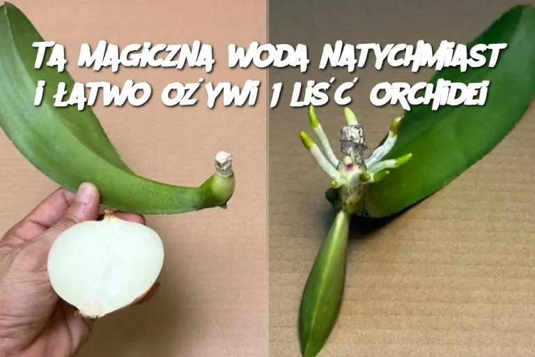 Ta magiczna woda natychmiast i łatwo ożywi 1 liść orchidei