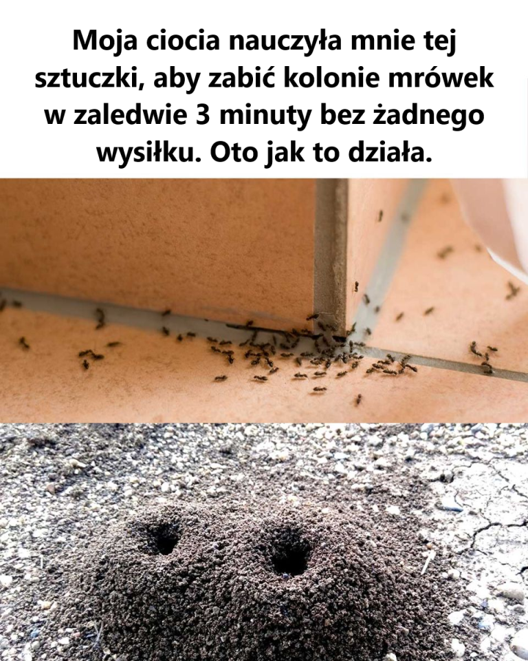 Pożegnaj się z mrówkami w swoim domu dzięki tej prostej sztuczce