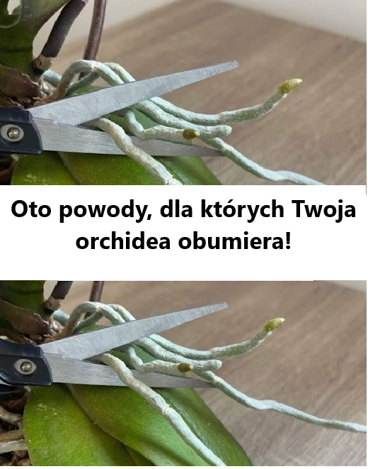 Oto powody, dla których Twoja orchidea obumiera!