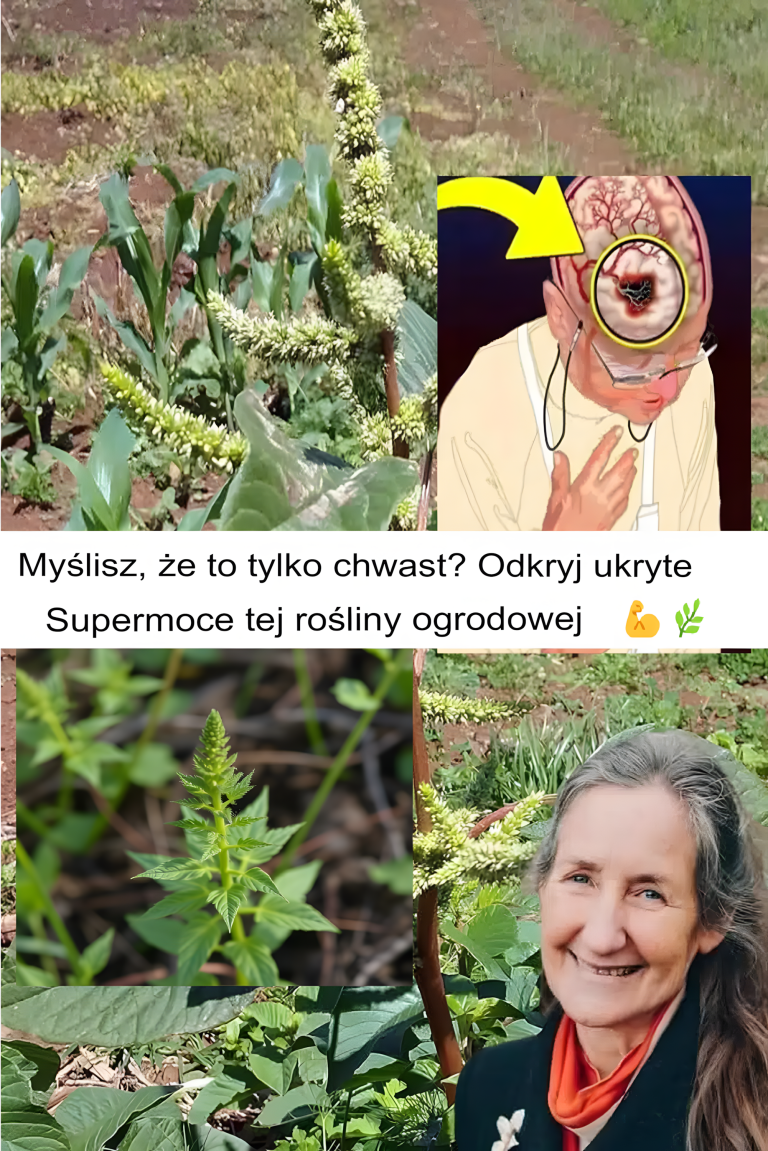 Superfood w przebraniu – Myślisz, że to tylko chwast? Dlaczego nie powinieneś wyrywać tego powszechnego chwastu ogrodowego! 🌿💚