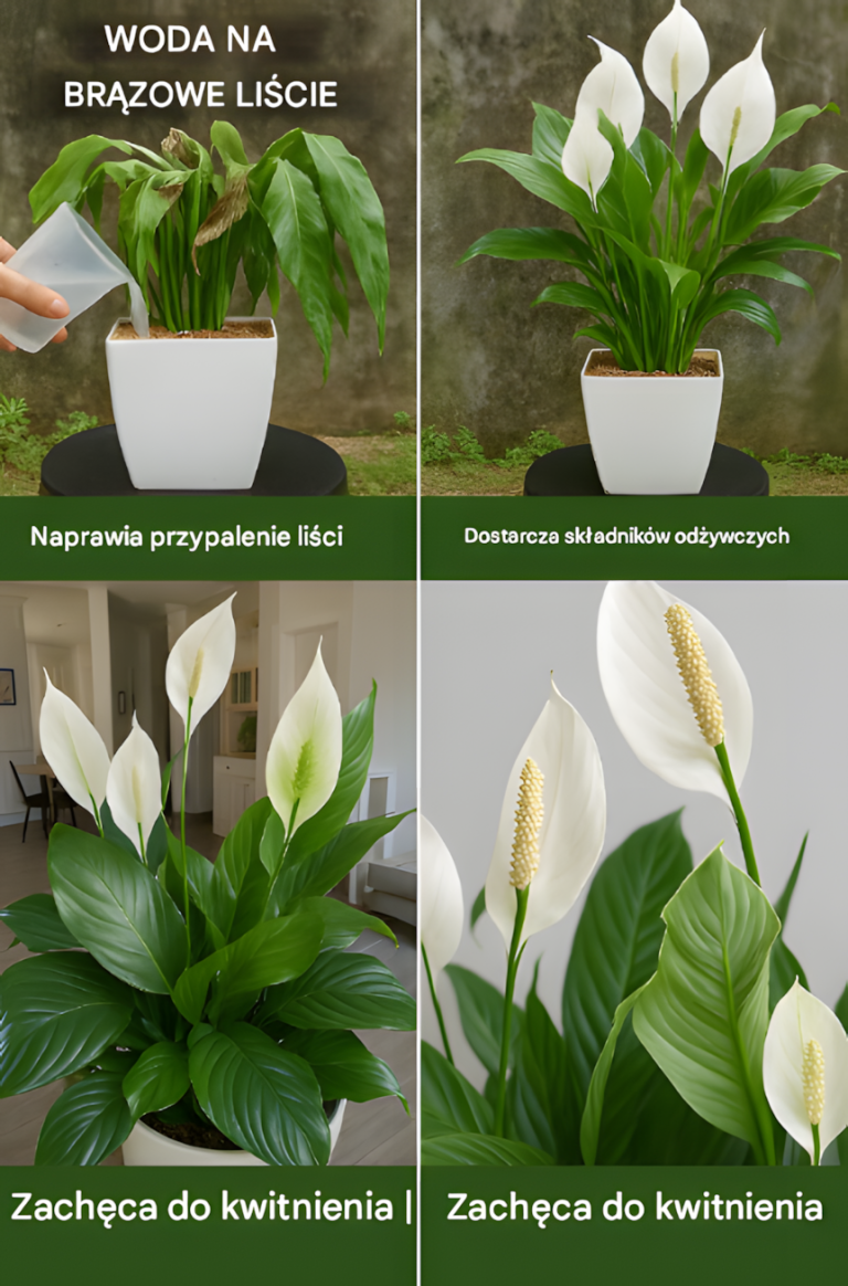 „Eliksir z ryżu” dla roślin: Naturalny nawóz, który tchnie życie w Twój ogród