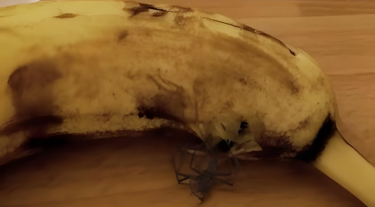 Pająk wychodzi z banana. Prawda czy fałsz?