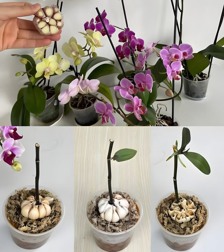 Jeśli to zrobisz, orchidea będzie kwitła cały rok, polecają to nawet ogrodnicy