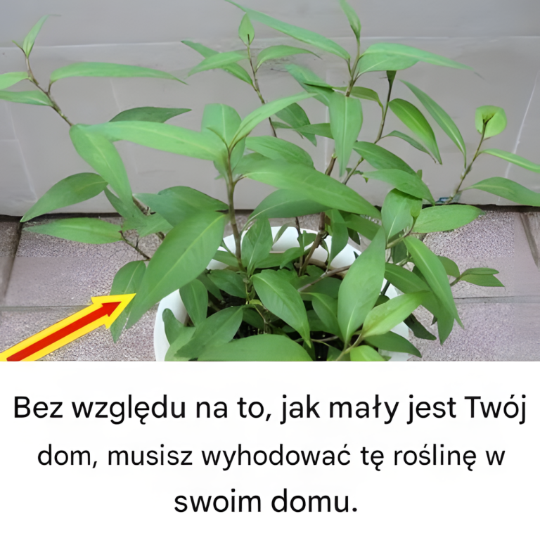 Bez względu na to, jak mały jest Twój dom, musisz wyhodować tę roślinę w swoim domu – i zaraz dowiesz się dlaczego