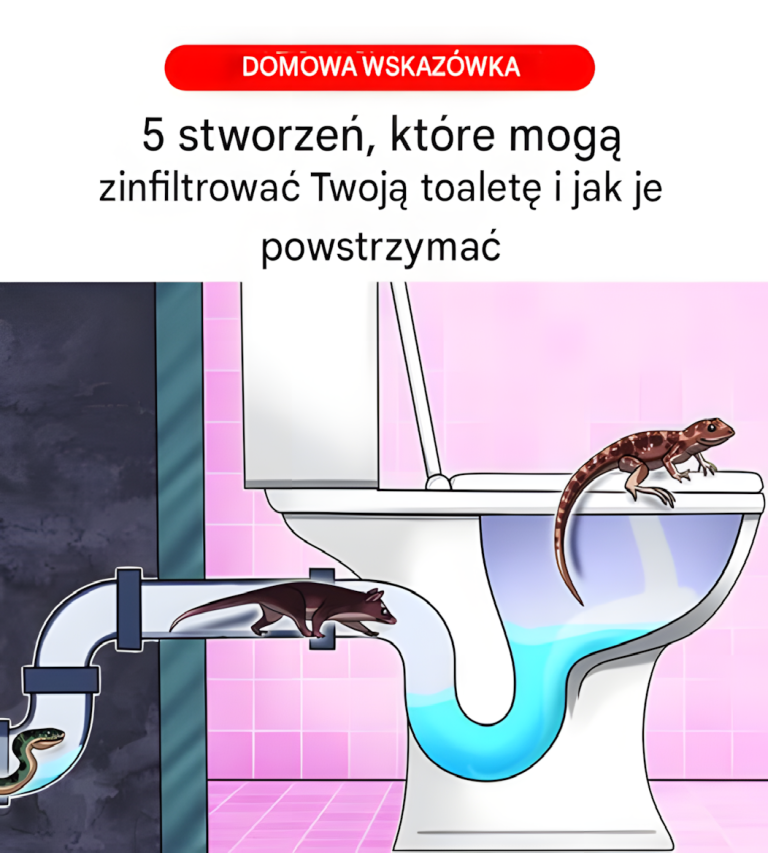 🐍 Nieproszeni goście: 5 stworzeń, które mogą pojawić się w Twojej toalecie – i jak ich uniknąć!