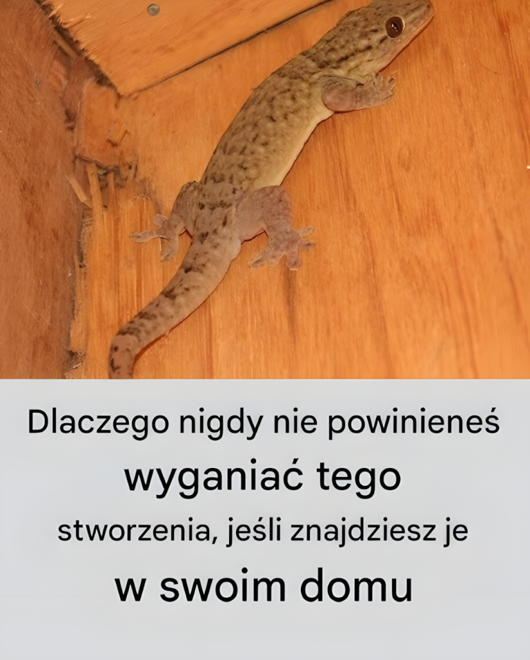 Dlaczego nigdy nie powinieneś wyganiać tego stworzenia, jeśli znajdziesz je w swoim domu