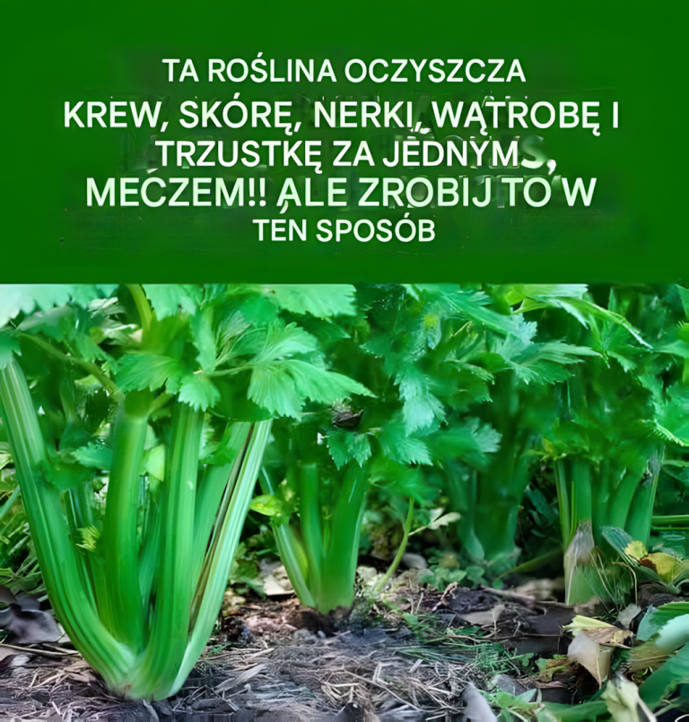 Jak oczyścić organizm z krwi i nie tylko