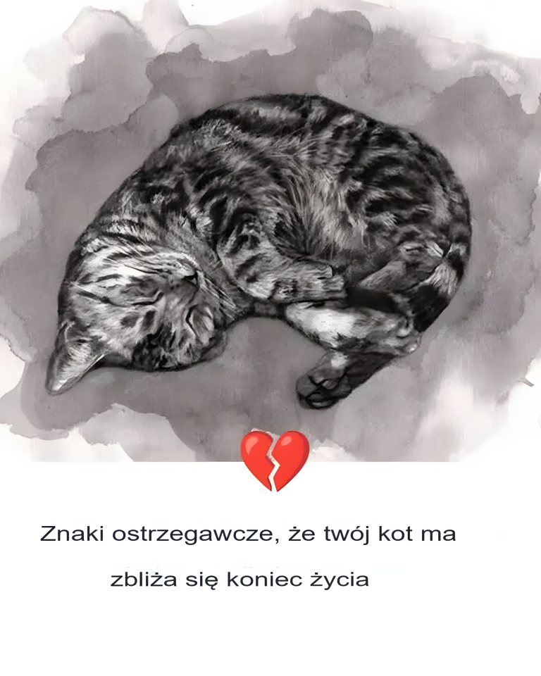 11 oznak, że twój kot umiera