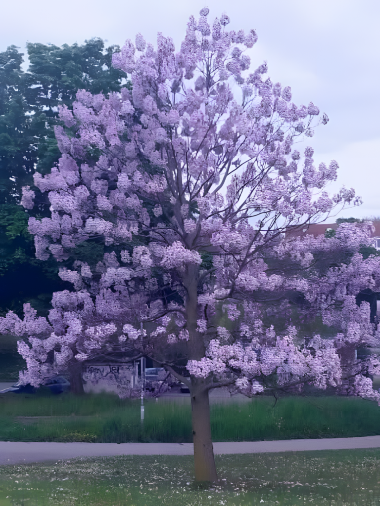 Paulownia: ogólna charakterystyka.
