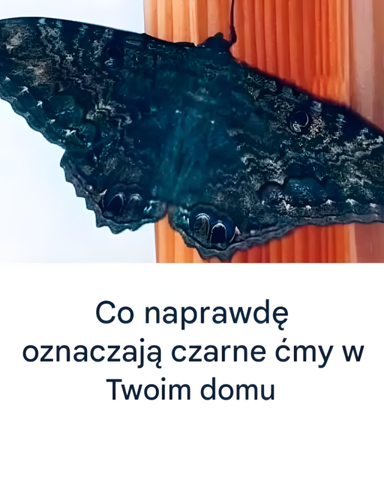 Co naprawdę oznaczają czarne ćmy w Twoim domu